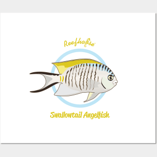 Swallowtail Angelfish Posters and Art